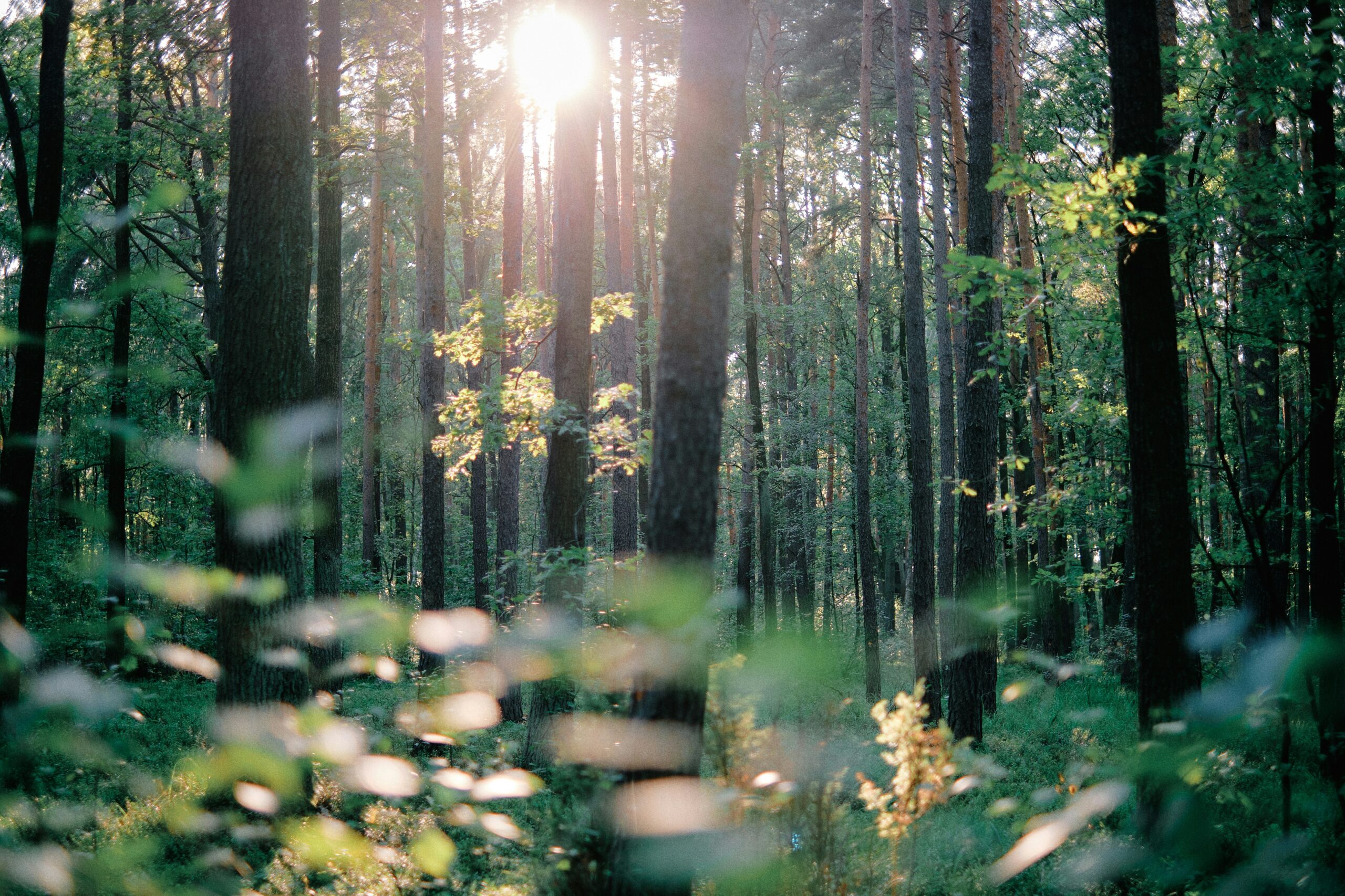 Sunlight shining through a quiet forest, nature's therapy, forest bathing, finding peace